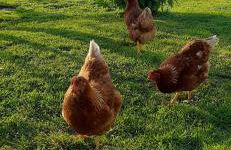 Casinha Nº461 - Foto 34