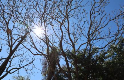 Haras Santa Amalia - Nova União MG - Foto 64