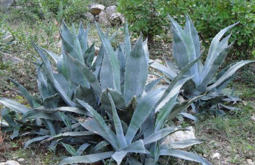 Holiday Home Mirna - Foto 7