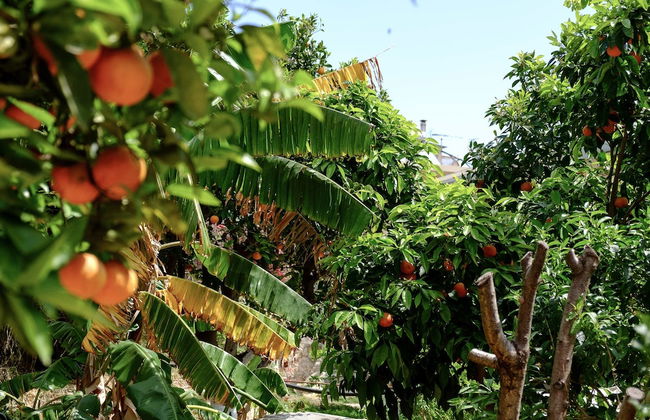 Traditional Elegant Cretan Mansion - Foto 39