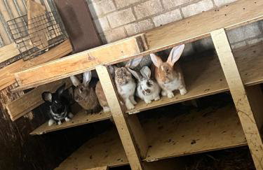 Ferien-Landleben - Photo 16