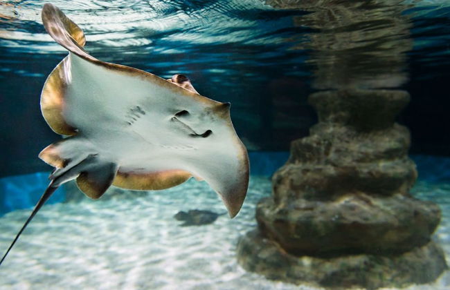 Acquario Costa d'Almería - Foto 4