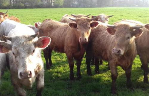 L'oriere des Bois - Foto 27