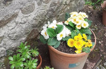 Wildberry cottage - Foto 6