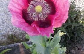 Gite Au Pré du Mont st michel - Foto 28