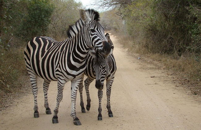 Kruger Cottage - Foto 33