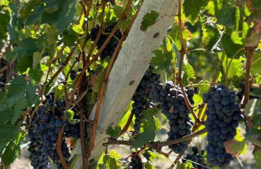 Appartamento ''La Poesia Della Terra'' - Foto 7