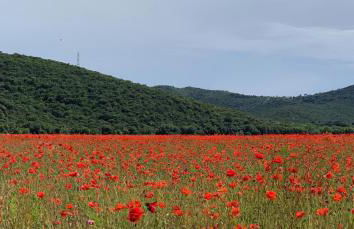 La Cigale Varoise - Hyères La Plage - Foto 28
