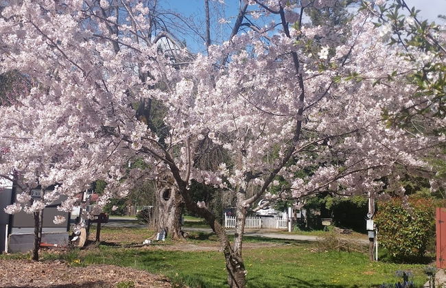 Bigfoot RV & Cabins Park - Foto 40