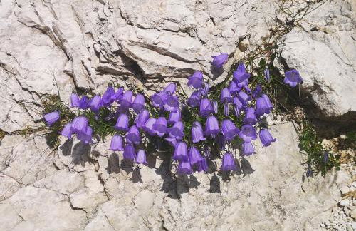 Balcone sul Civetta - Foto 54