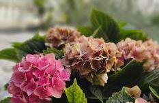 Albayda Garden - Foto 6