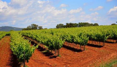Alt Penedes, terra de vinya, sol, aigua i muntanya - Foto 3