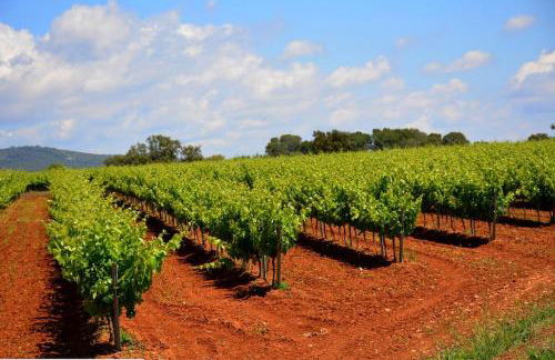 Alt Penedes, terra de vinya, sol, aigua i muntanya - Foto 3