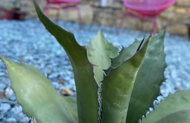 Sotto il fico - Foto 20