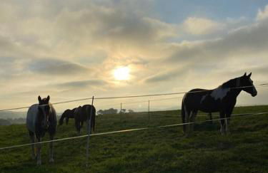 Holzhaus Onkel Fritz mit Sauna und Whirlwanne - Foto 29