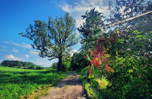 Dziubanowo - Foto 29