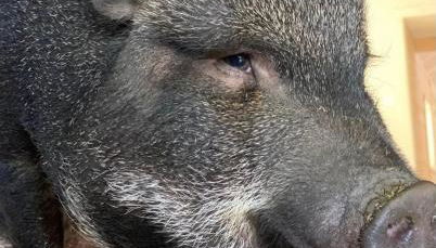 The Giddyup Getaway at The River Haven Sanctuary - Foto 4