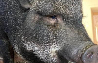 The Giddyup Getaway at The River Haven Sanctuary - Foto 4