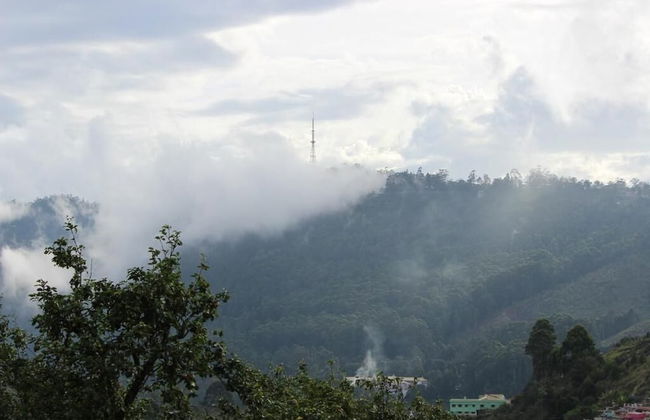 The Pear County - Foto 21