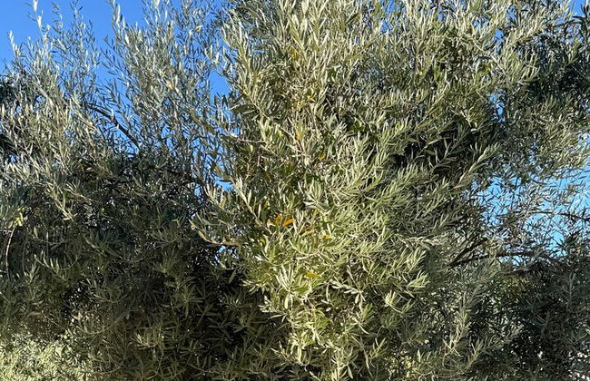 Private Deluxe Wine Tour to Valle de Guadalupe by Luxury Vehicle - Photo 41