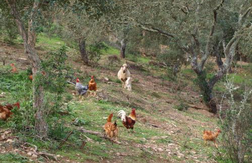 Herdade dos Montes Bastos - Foto 8