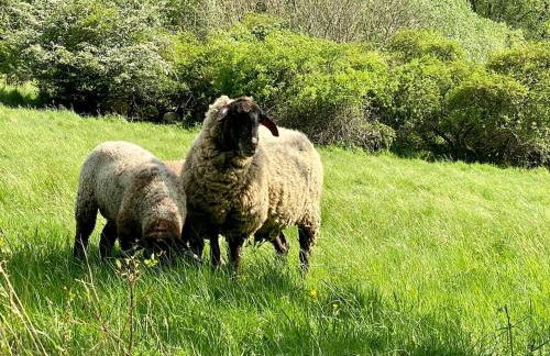 Ferienwohnung Haiger-Burbach für 5 Personen - Foto 24