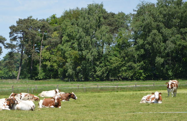 Holiday Home in Haaksbergen by Lake - Photo 38