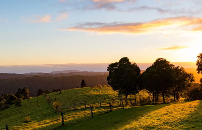 Visite des vignobles du Mont Tamborine - Photo 1