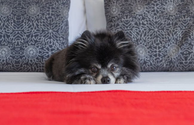 Club Hotel Marazul - Foto 10