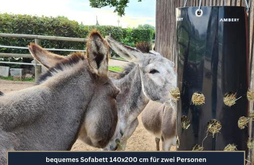 Ferien- und Messewohnung am Ponyhof Nürnberg - Foto 23