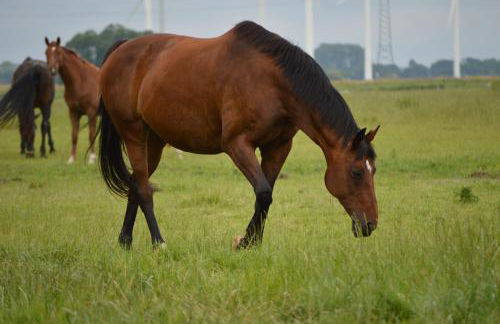 Reiterhof Gründeich - Foto 67
