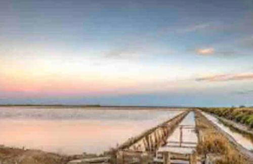 Le colibri - Foto 12