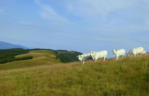 Tuscany, Loro Ciuffenna Mountain Bike&walking - Foto 48