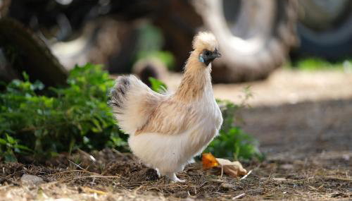 Modernes Tiny House direkt am Bauernhof - Foto 5