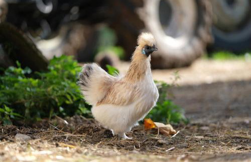 Modernes Tiny House direkt am Bauernhof - Foto 5