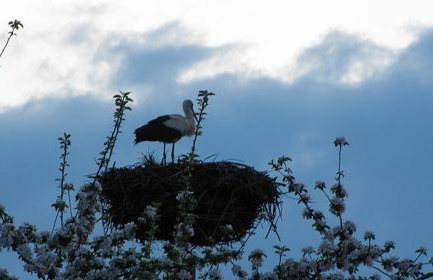 Domki pod Skałką - Foto 43