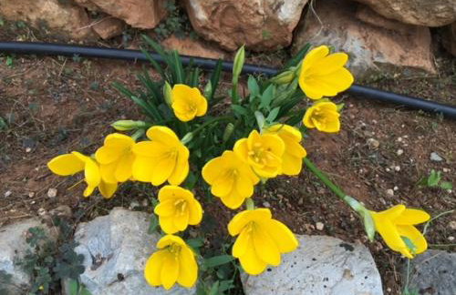 Stonehouse dome Lagadia - Photo 63