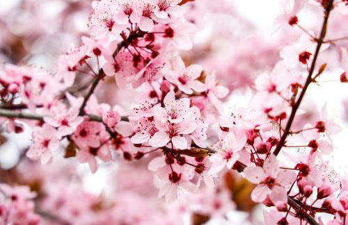 Pfälzer Herzel - Foto 22