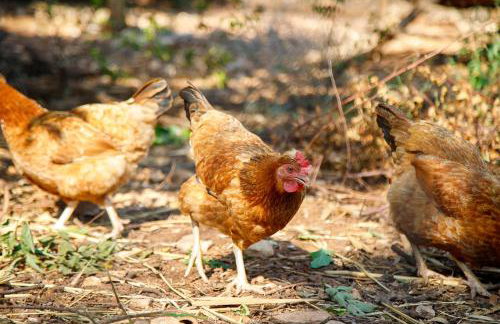 Little App - magical surrounding - Foto 38