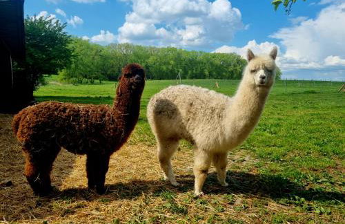 Alpaka Ferienhof Lübsee - Foto 19