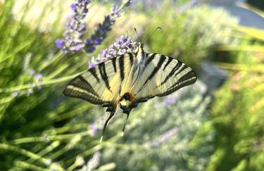 Villa Meliora - Foto 15