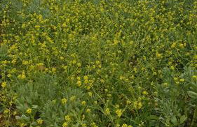 Laurus - Charming House - Foto 32