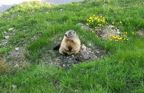 Casa Zebrusius - Zebrusius's App - Foto 42