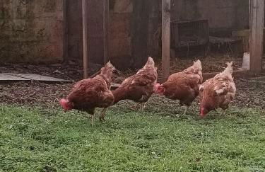 LA CASA DEL NOCE - Foto 30