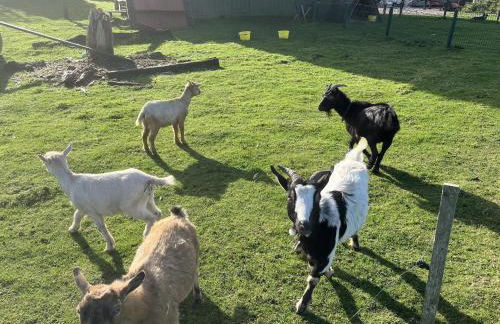 Ferienhof Anke Thiede - Foto 20