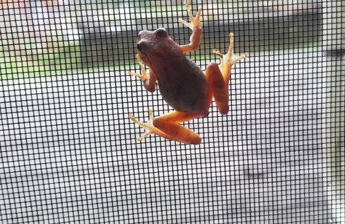 Nantahala Spiritual Retreat - Remote and Peaceful! - Foto 21