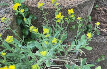 Waldtraum Wandlitzsee - Foto 40