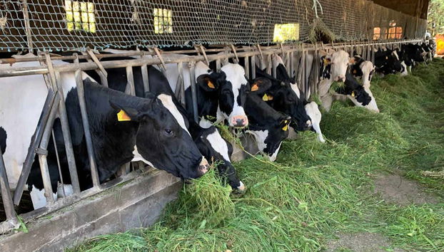 Tour de sidra por Asturias + Degustación de quesos - Foto 4