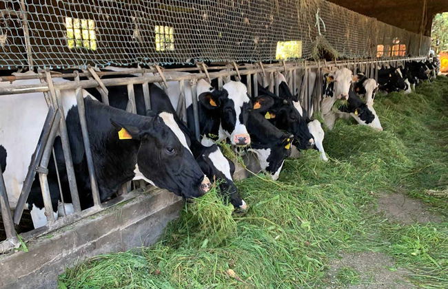 Tour de sidra por Asturias + Degustación de quesos - Foto 4