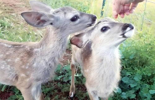 Williams AZ Vacation Home - Photo 17